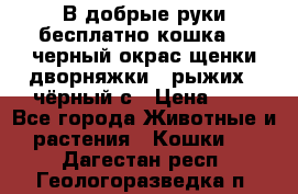 В добрые руки бесплатно,кошка,2.5черный окрас,щенки дворняжки,3 рыжих 1 чёрный,с › Цена ­ - - Все города Животные и растения » Кошки   . Дагестан респ.,Геологоразведка п.